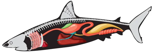 Interne Anatomie Der Hai Illustration — Stockvektor