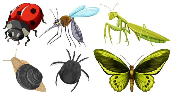 收集不同昆虫病媒图解 — 图库矢量图片