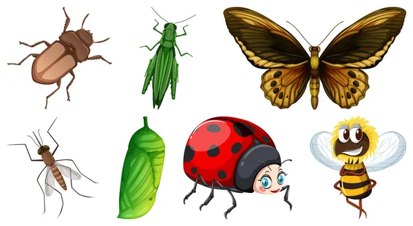 Ensemble Différents Types Insectes Illustration — Image vectorielle