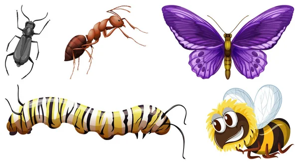 套不同种类的昆虫图 — 图库矢量图片