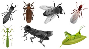 Çeşitli böcekler resimde kümesi