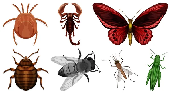 Uppsättning Olika Typer Insekter Illustration — Stock vektor