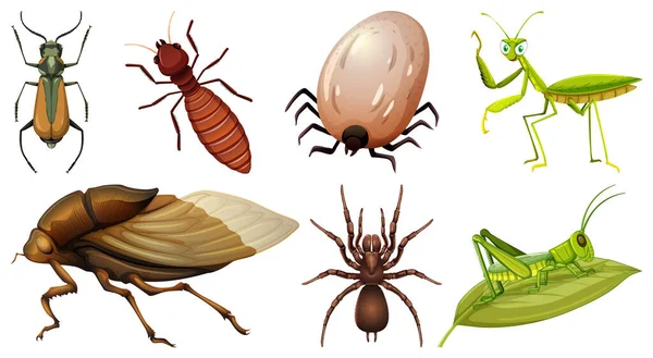 Collection Different Insects Vector Illustration — Stock Vector
