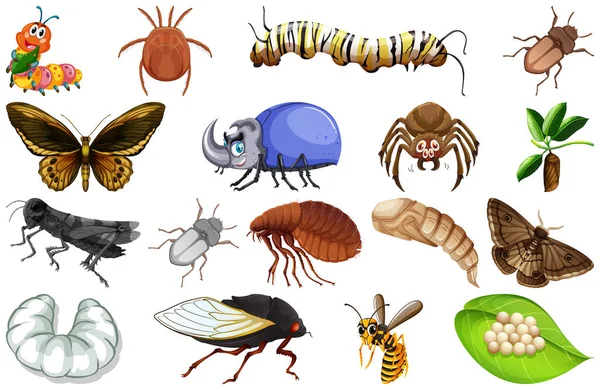 Diferentes Tipos Insectos Colección Ilustración — Vector de stock