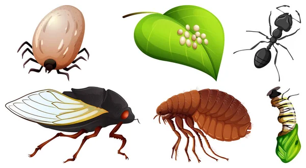 Farklı Böcek Vektör Illüstrasyonlarının Koleksiyonu — Stok Vektör