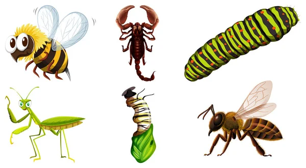 套不同种类的昆虫图 — 图库矢量图片
