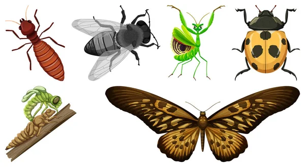 Insamling Olika Insekter Vektor Illustration — Stock vektor