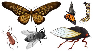 Çeşitli böcekler resimde kümesi