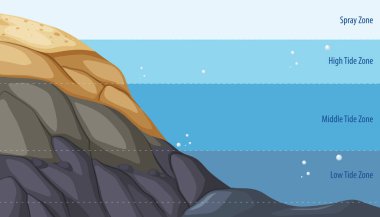 Rocky shore zonation education diagram illustration