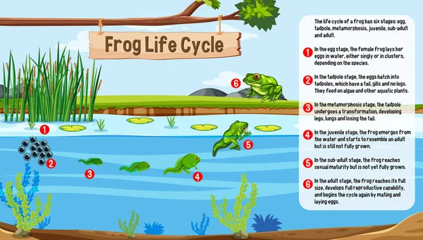 Frog Life Cycle Concept Vector Illustration — Stok Vektör