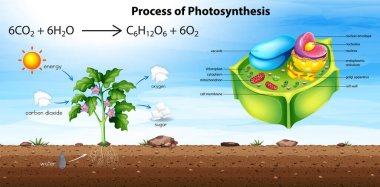 Plant cell anatomy structure illustration
