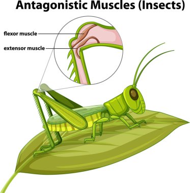 Antagonistic Muscles (Insects) concept vector illustration