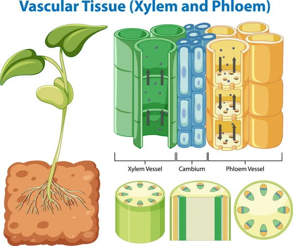 Plant Cohesion Vascular Tissue Xylem Phloem Illustration — Stockvektor