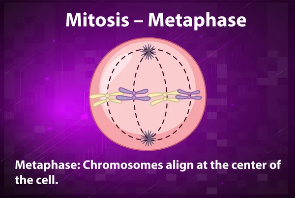 Process Mitosis Metaphase Explanations Illustration — Vetor de Stock