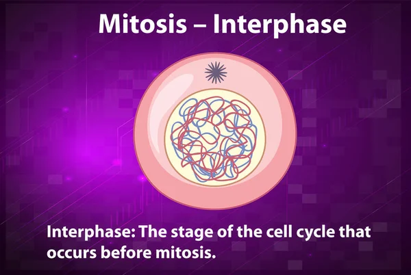 Process Mitosis Interphase Explanations Illustration — Image vectorielle