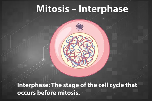 Process Mitosis Interphase Explanations Illustration — Stock Vector