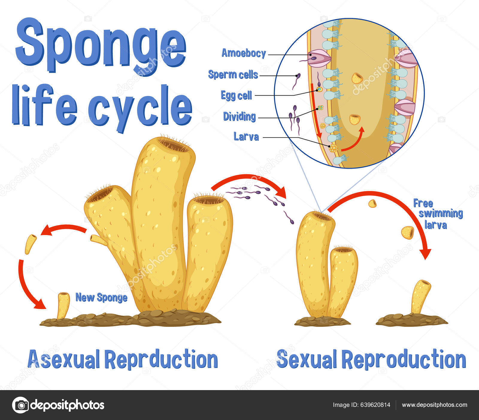 Science Sponge Lide Cycle Illustration Stock Vector by ©blueringmedia