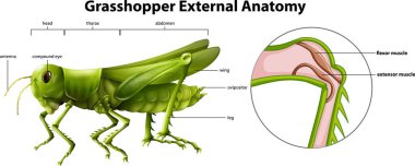 Illustration showing the external anatomy of a grasshopper illustration
