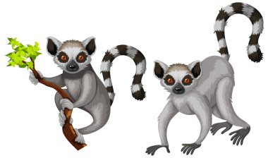 Two lemurs isolated on white background illustration