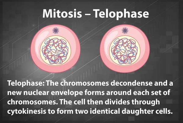 Process Mitosis Telophase Explanations Illustration — Vetor de Stock