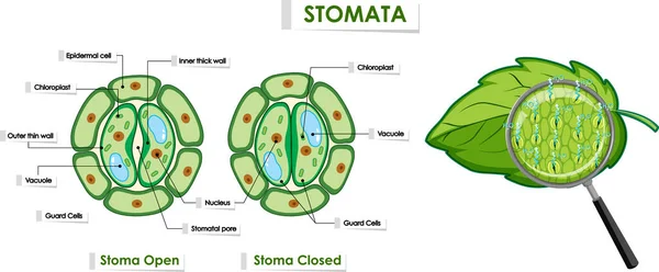 Opening Closing Stomata Illustration — Stock Vector