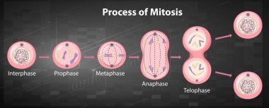 Process of mitosis phases with explanations illustration