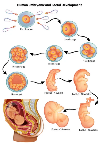 Illustrazione Delle Fasi Dello Sviluppo Embrionale Umano — Vettoriale Stock