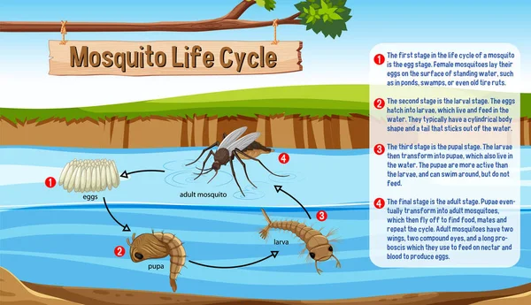 Mosquito Life Cycle Infographic Illustration — Stock Vector