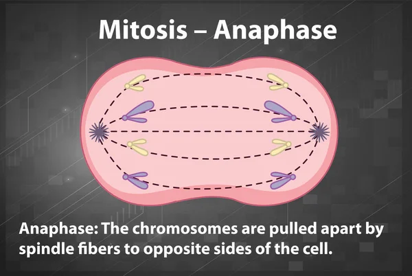 Process Mitosis Anaphase Explanations Illustration — Vetor de Stock