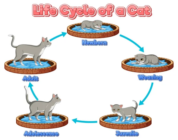 Ciclo Vida Ciência Ilustração Gato — Vetor de Stock