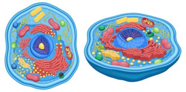 Animal Cell Anatomy Diagram Structure illustration