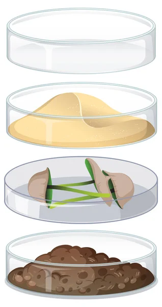 Set Object Petri Dish Experiment Illustration — Stock Vector