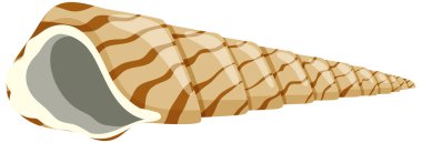 Isolated shell rocky shore illustration