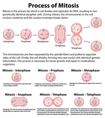Process of mitosis phases with explanations illustration