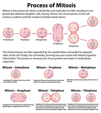 Process of mitosis phases with explanations illustration clipart