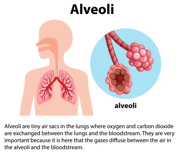 Alveoli Små Säckar Lungorna Med Förklaring Illustration — Stock vektor