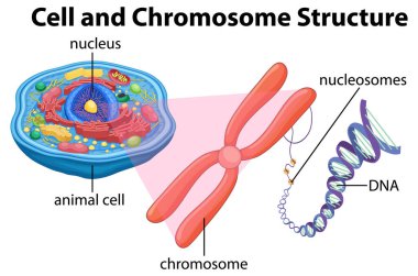 Animal Cell Anatomy Structure Diagram illustration