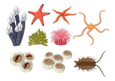 Rocky shore animals collection illustration