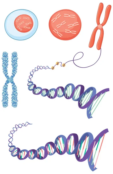 Cell Structure Chromosome Histone Dna Illustration — Stock Vector