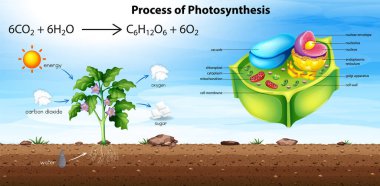Plant cell anatomy structure illustration