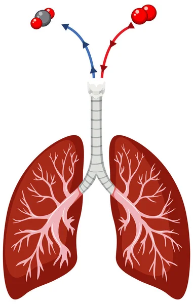 Human Lungs White Background Illustration — Vector de stock