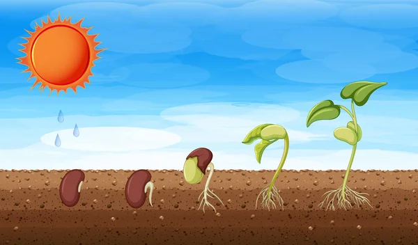 Etapele Creștere Ale Unei Ilustrații Plante — Vector de stoc