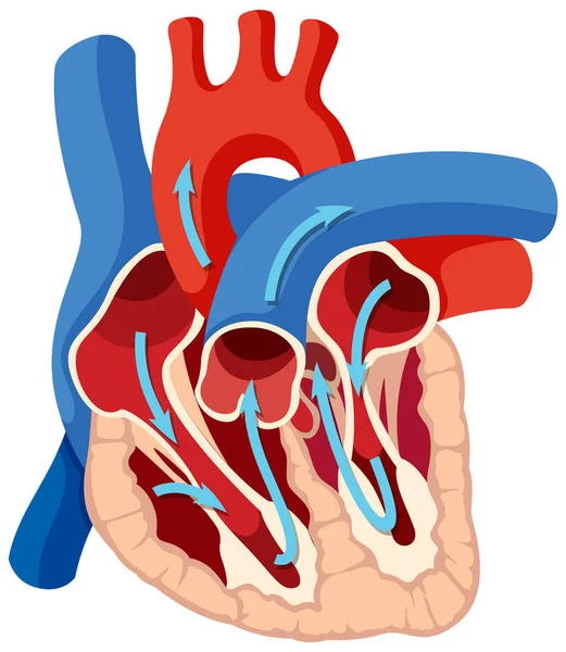 Βασική Ανατομία Της Ανθρώπινης Απεικόνισης Της Καρδιάς — Διανυσματικό Αρχείο