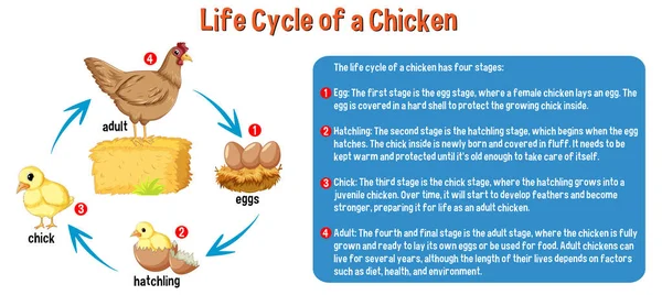 Κύκλος Ζωής Μιας Απεικόνισης Κοτόπουλου — Διανυσματικό Αρχείο