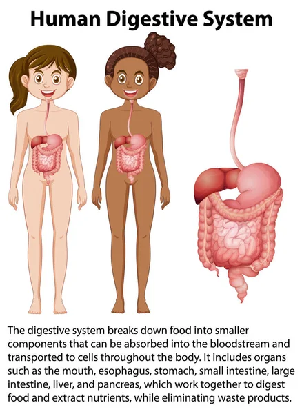 Illustrazione Delle Informazioni Sul Sistema Digestivo Umano — Vettoriale Stock