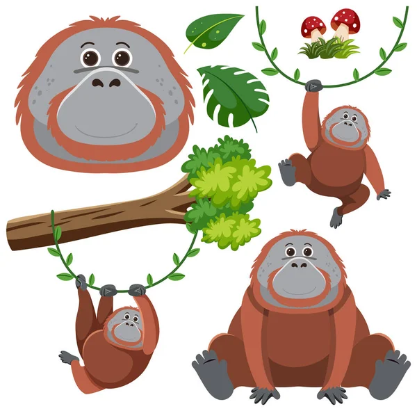 Conjunto Ilustración Personajes Dibujos Animados Orangután — Vector de stock
