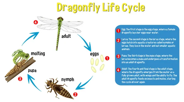 Infografická Ilustrace Životního Cyklu Vážky — Stockový vektor