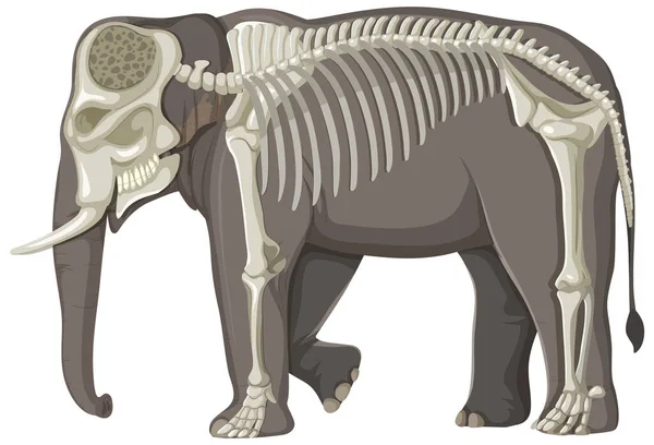 白色背景图上的大象骨架 — 图库矢量图片