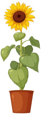 Beyaz Arkaplan Resimlerinde Ayçiçeği