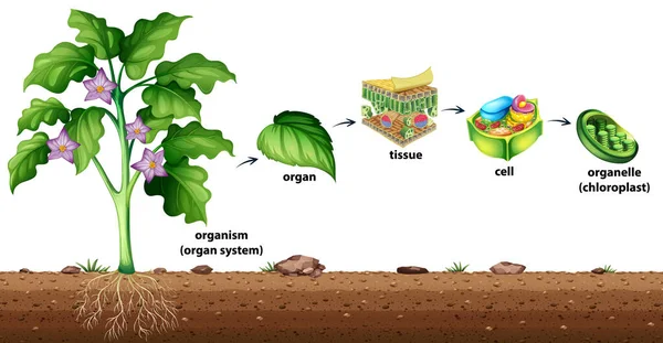 Organización Celular Las Plantas Ilustración — Vector de stock